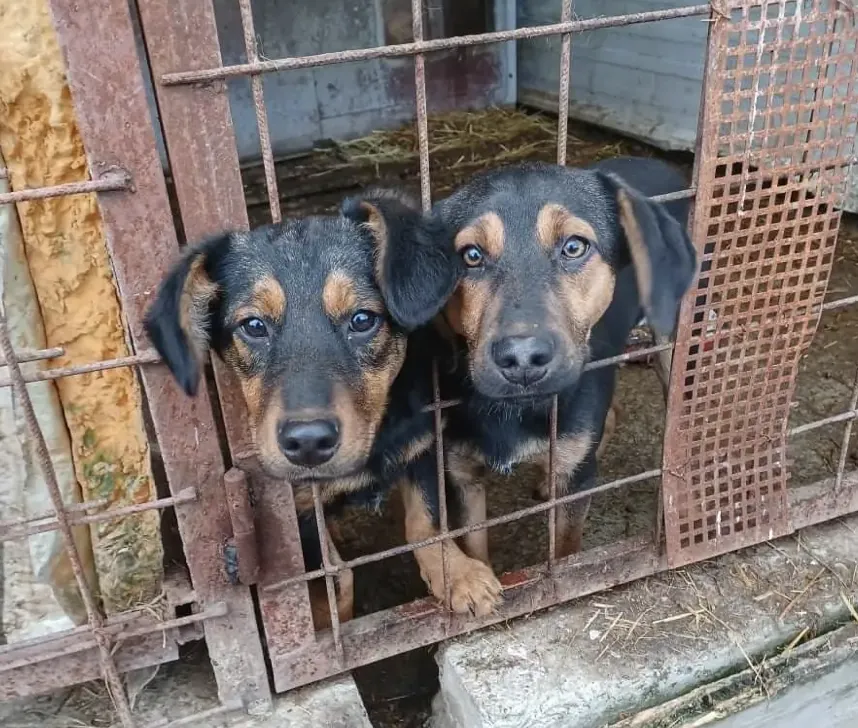 Projektfoto Tierschutz